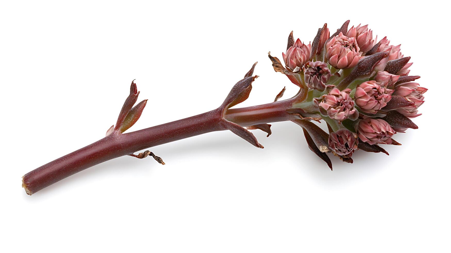 A single flower on a stem with brown leaves photo