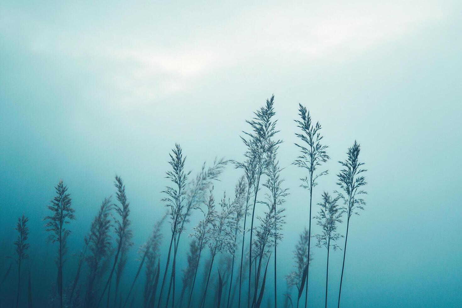 Moody blue nature scene featuring tall grasses swaying gently in the wind against a soft, ethereal backdrop in an outdoor setting. photo