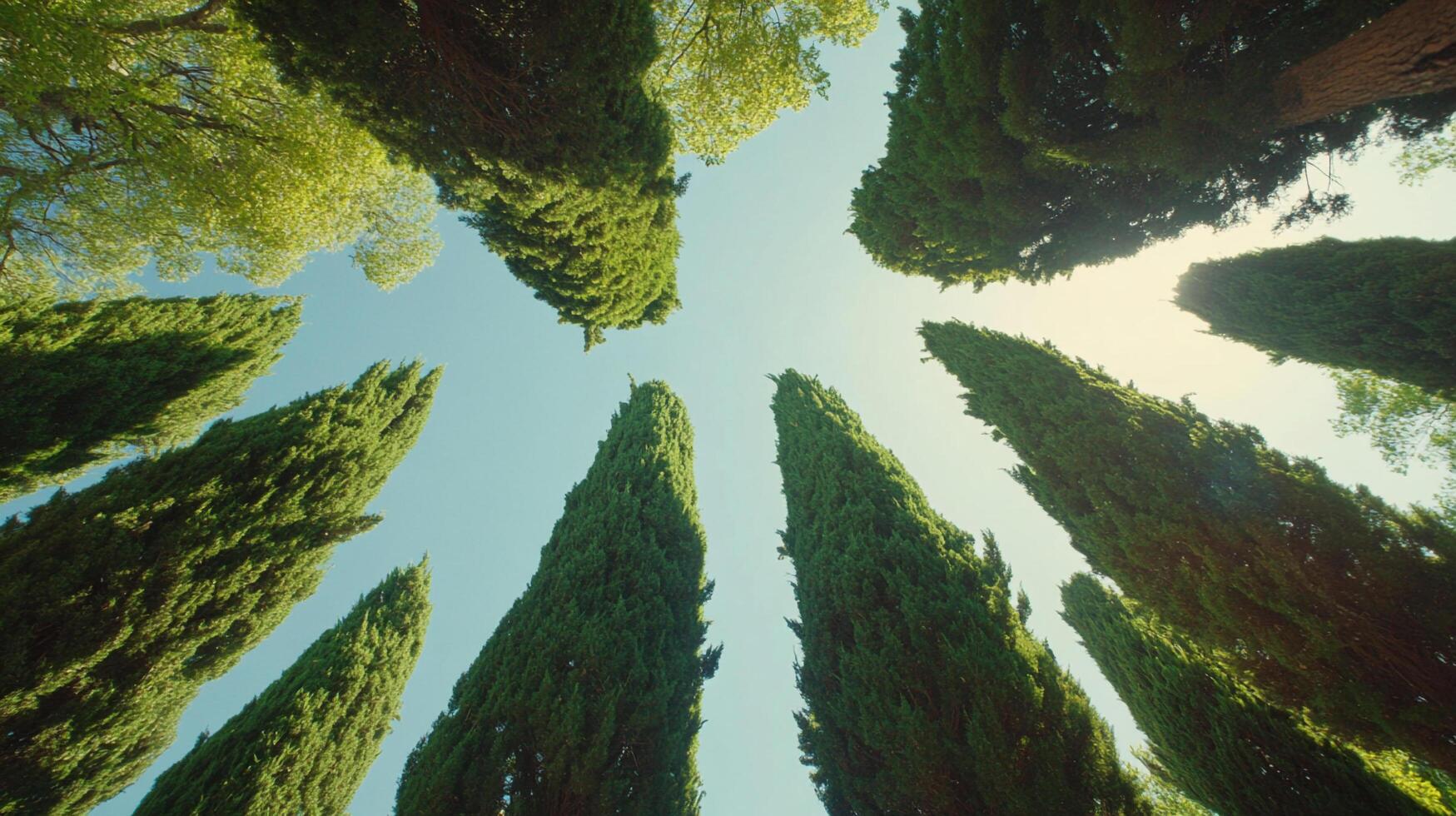 Looking up at tall trees reaching towards a clear, blue sky. Natural light filtering through the canopy, view of the trees from below. photo