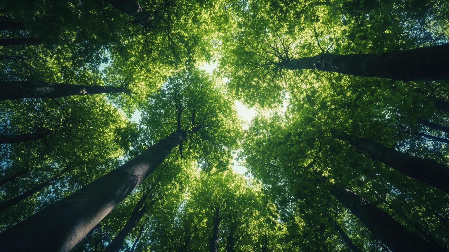 Forest canopy view from below, with tall trees reaching to the sky, filtering sunlight through dense green foliage. Nature's embrace. photo