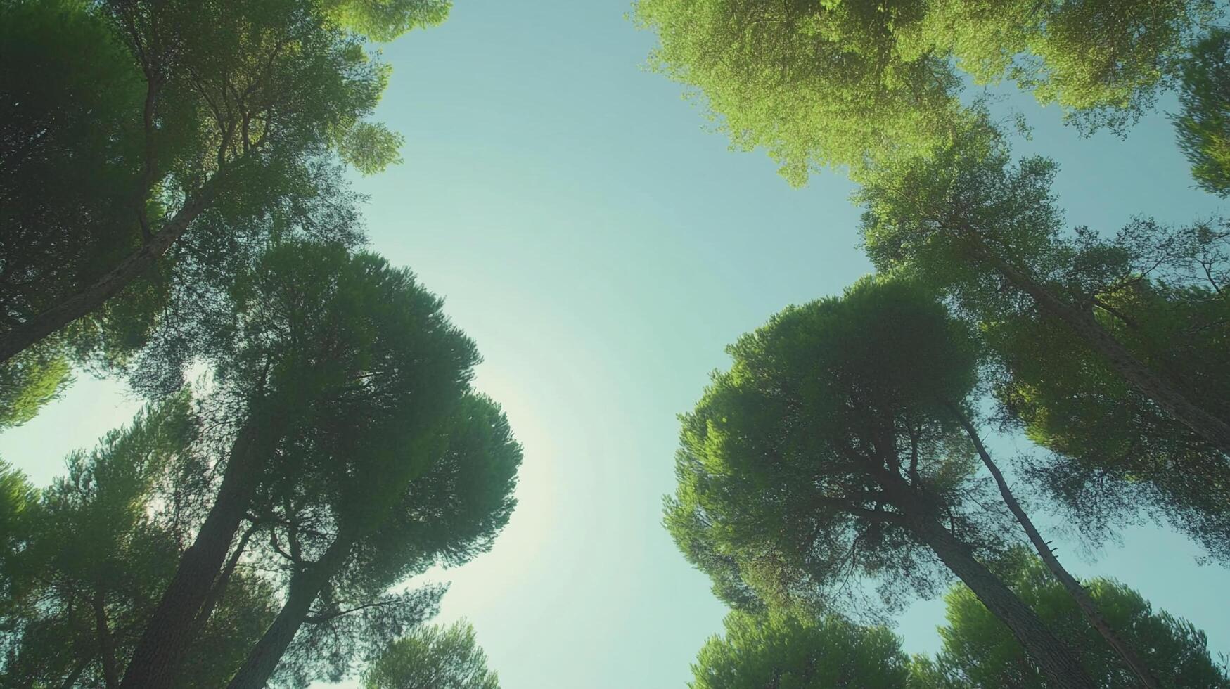 Looking up into a lush green forest canopy against a bright blue sky, creating a sense of serenity and natural beauty. photo