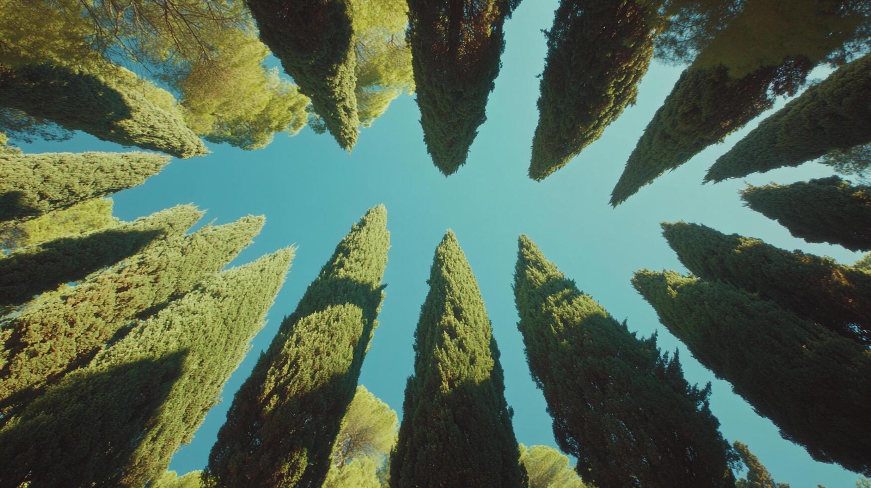 Looking up through a canopy of tall, verdant trees framing a clear, bright blue sky. Upward shot of nature's beauty in full view. photo