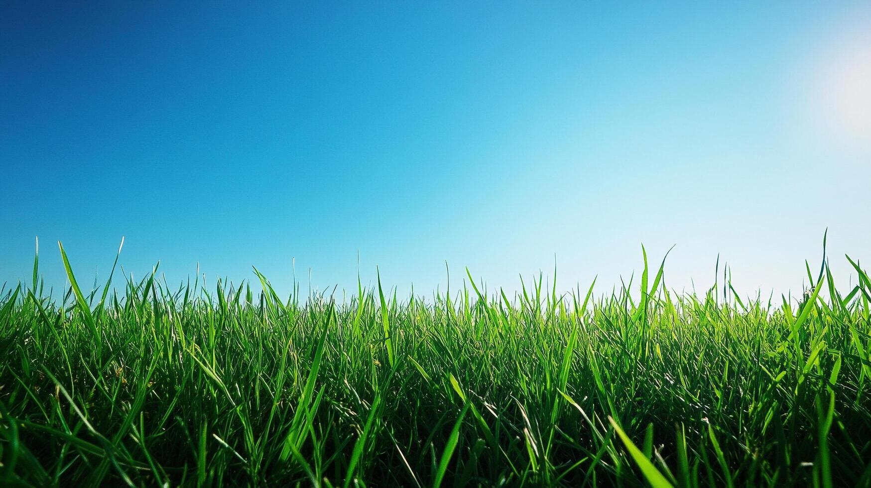 Lush green grass stretches towards a clear blue sky, creating a serene and vibrant natural scene. The image evokes a feeling of tranquility. photo