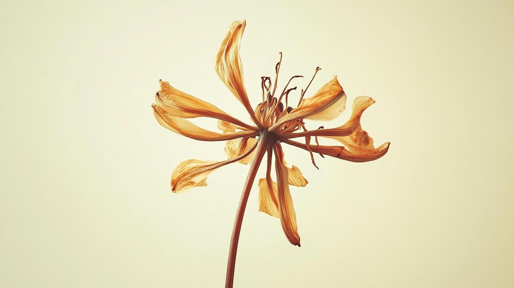A wilting flower displays its delicate, fragile petals in a display of natural beauty, evoking a sense of ephemeral grace. photo