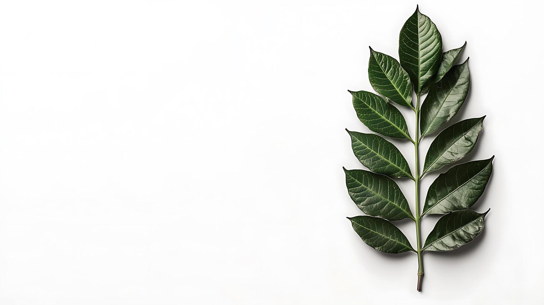 A leaf on a white background with copy space photo