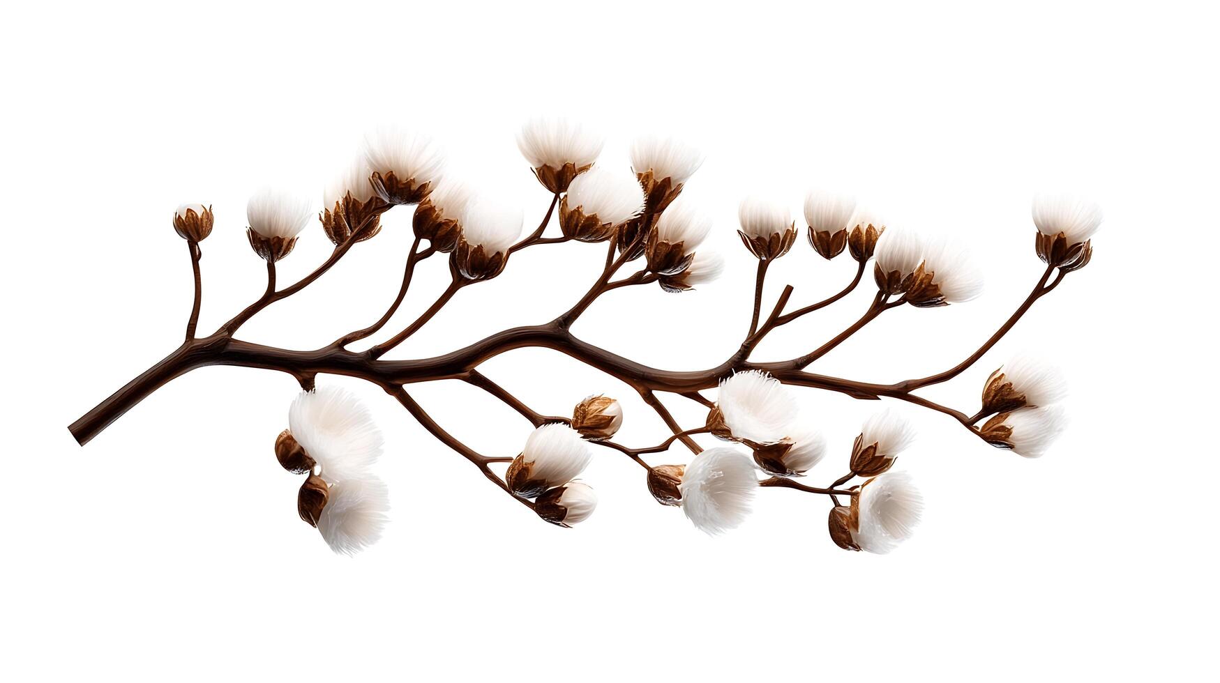 Cotton flowers on a branch photo