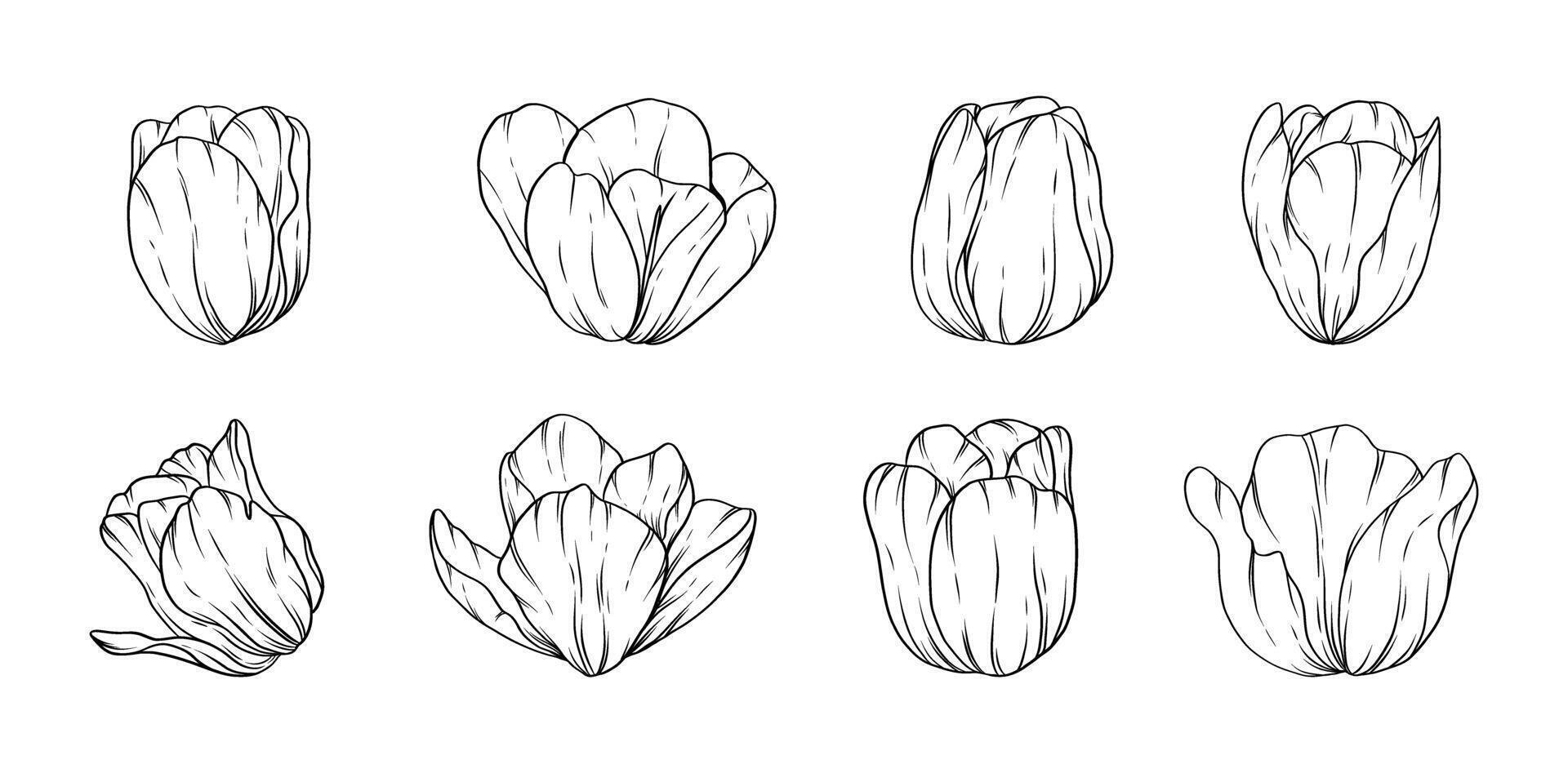 Hand drawn tulip flower line art illustration for botanical floral design tattoo wedding invitations digital prints patterns and branding vector