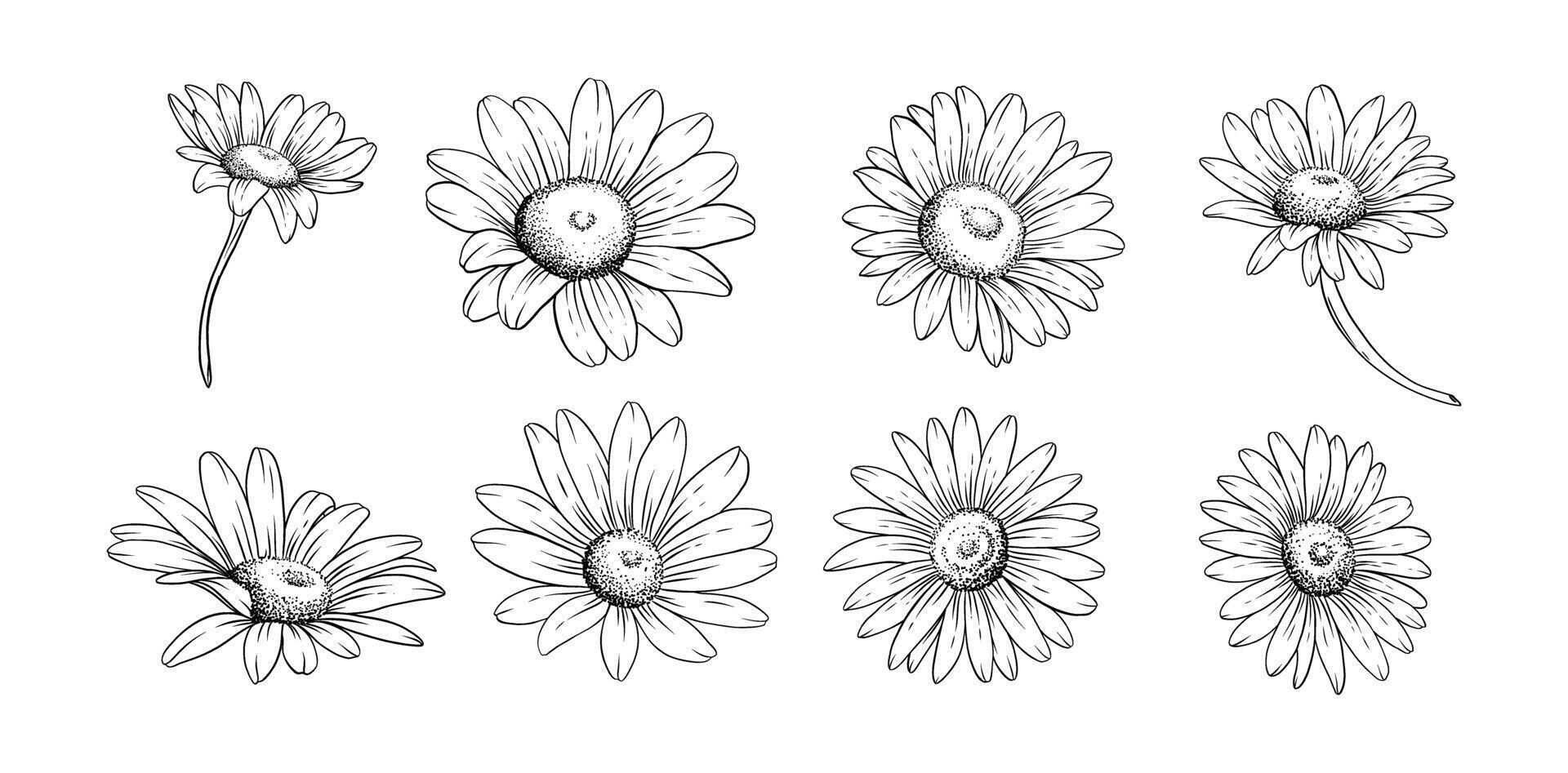 Hand drawn daisy flower line art illustration for botanical floral design tattoo wedding invitations digital prints patterns and branding vector