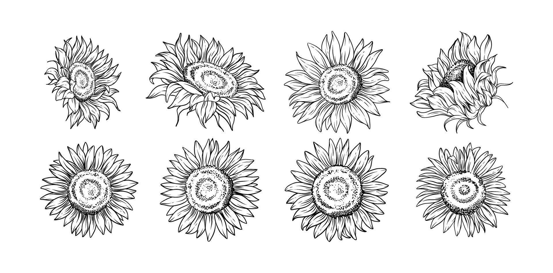 Hand drawn sunflower flower line art illustration for botanical floral design tattoo wedding invitations digital prints patterns and branding vector