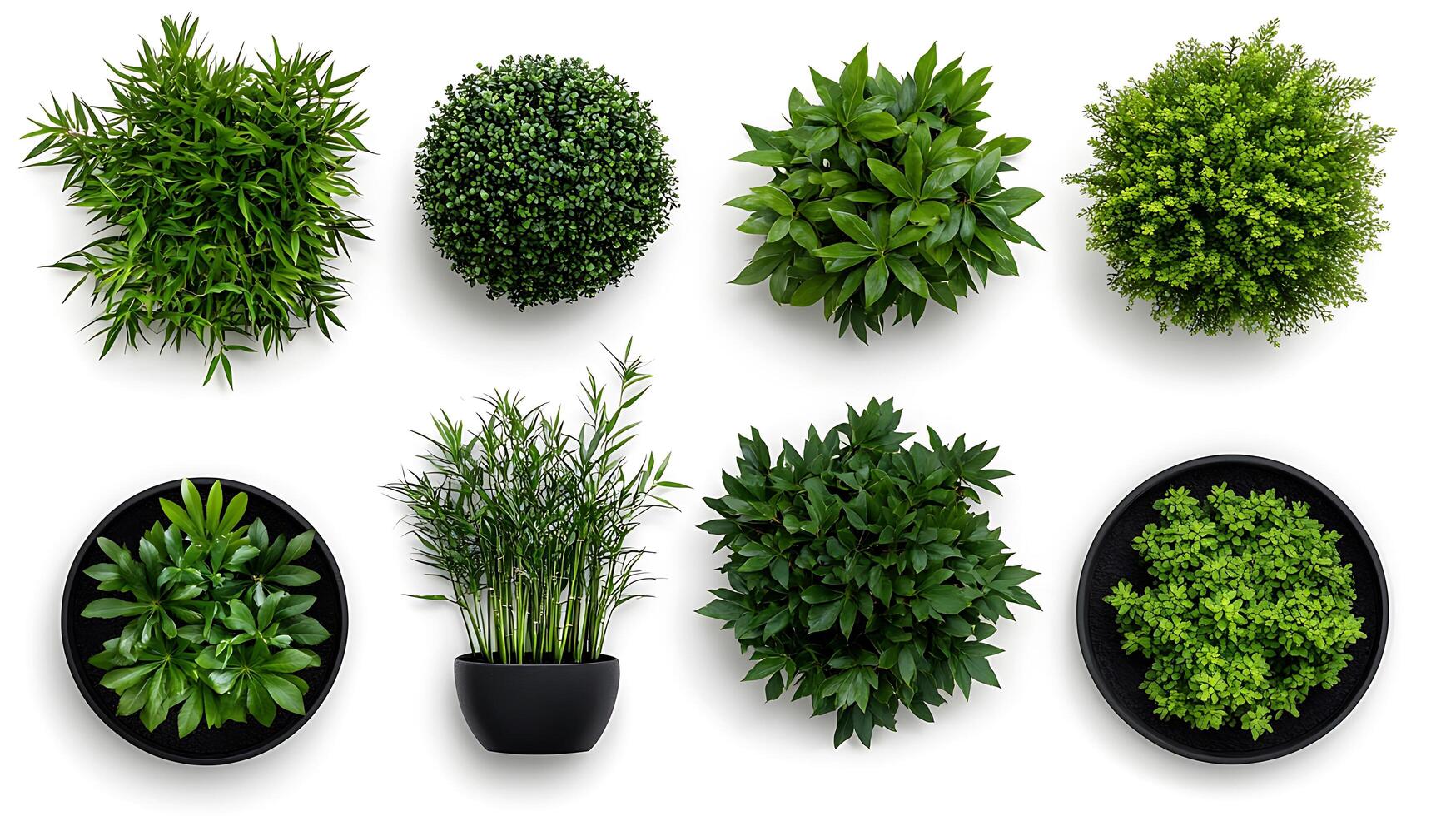 A variety of different plants in black pots photo