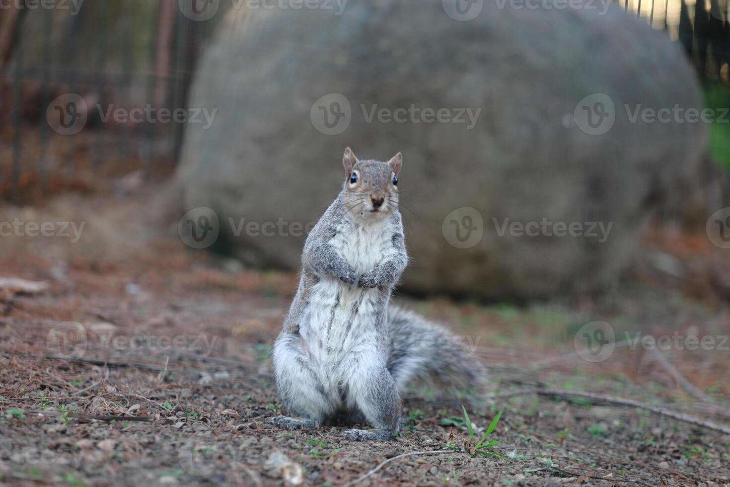 A squirrel standing on its hind legs in front of a large rock photo