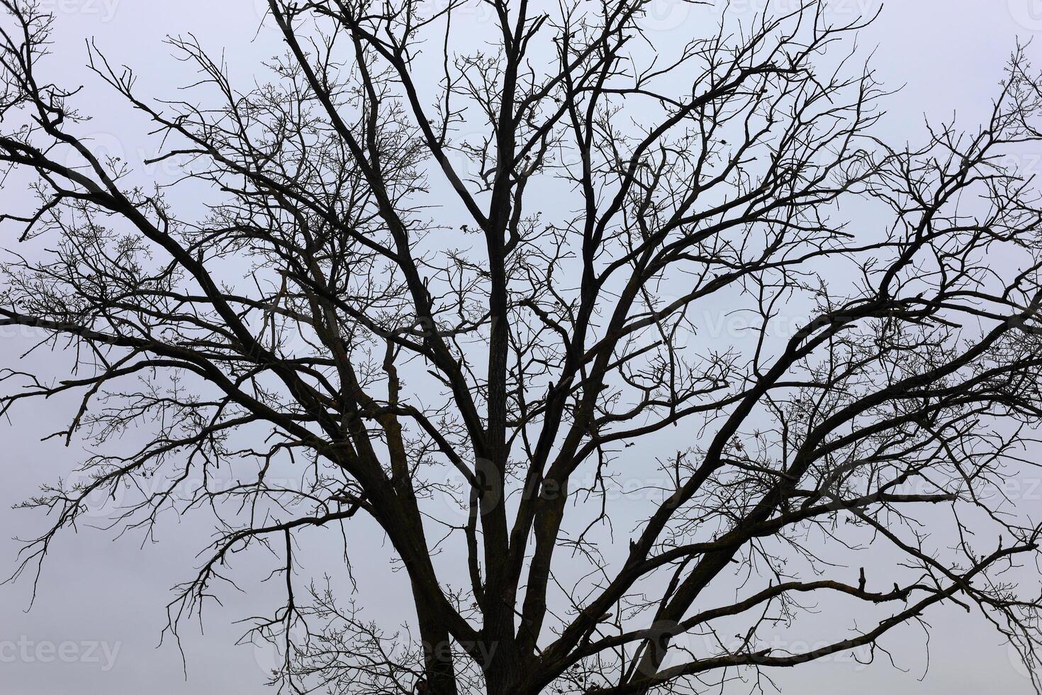 A tree with no leaves on it photo