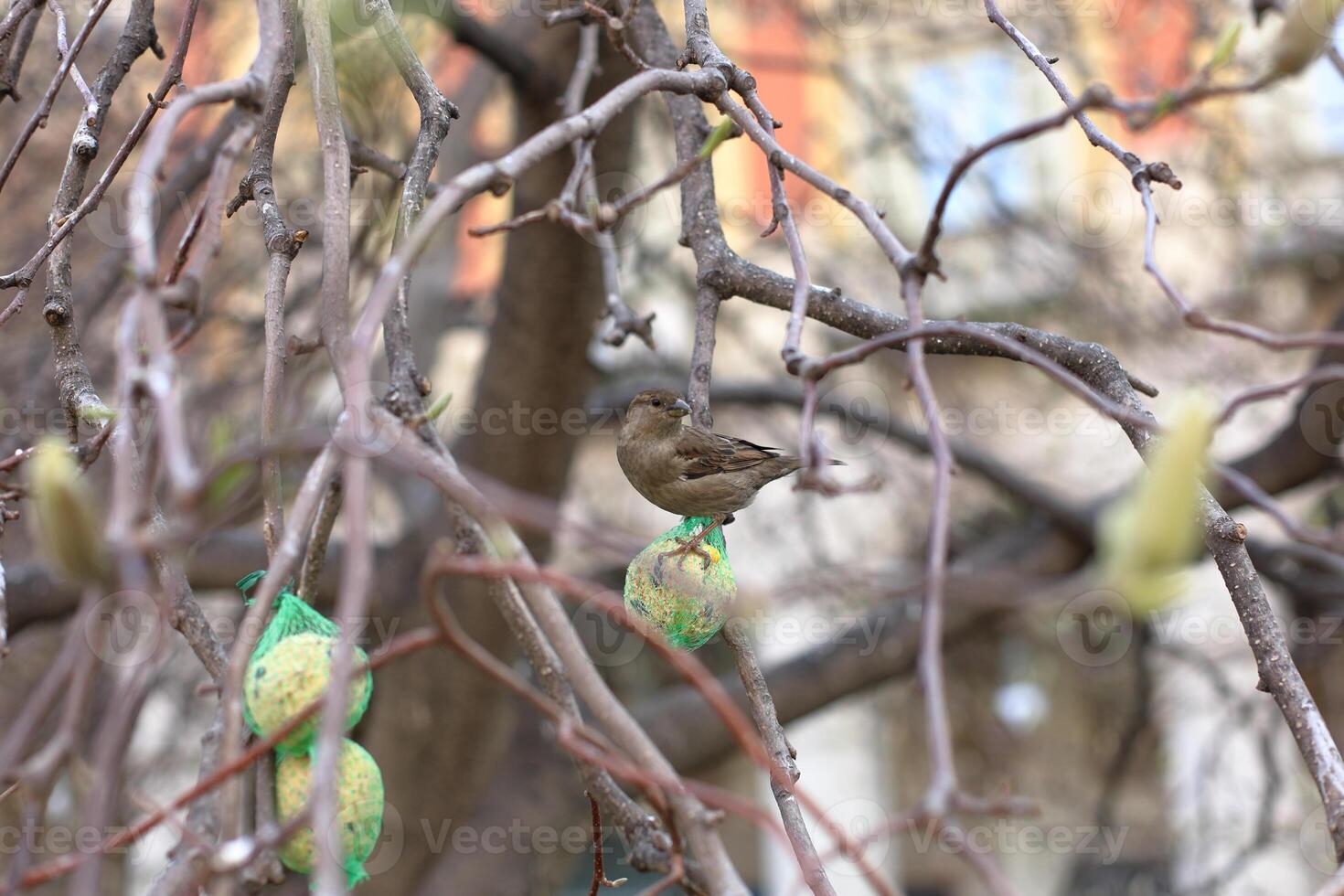 A bird is perched on a branch of a tree photo