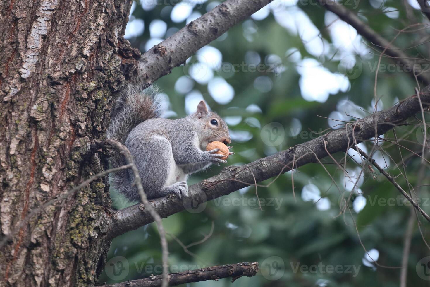 A squirrel eating a nut on a tree branch photo