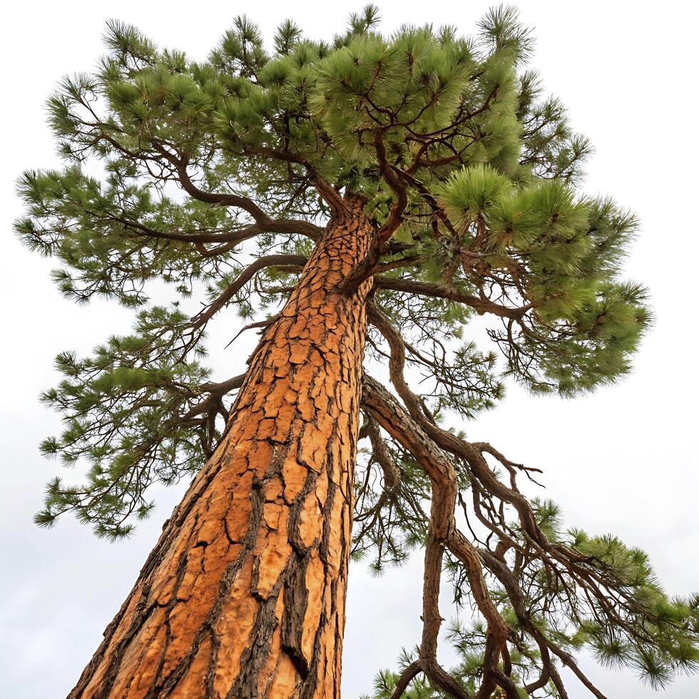 A tall ponderosa pine tree with dense branches and sharp green needles, reaching upward with strong, textured bark and a bright white background photo
