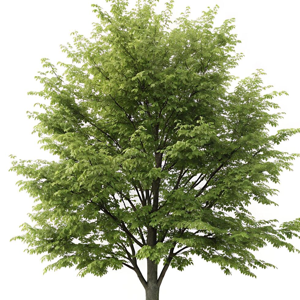 hornbeam tree in full spring bloom with lush green leaves and well defined structure captured on a white background photo