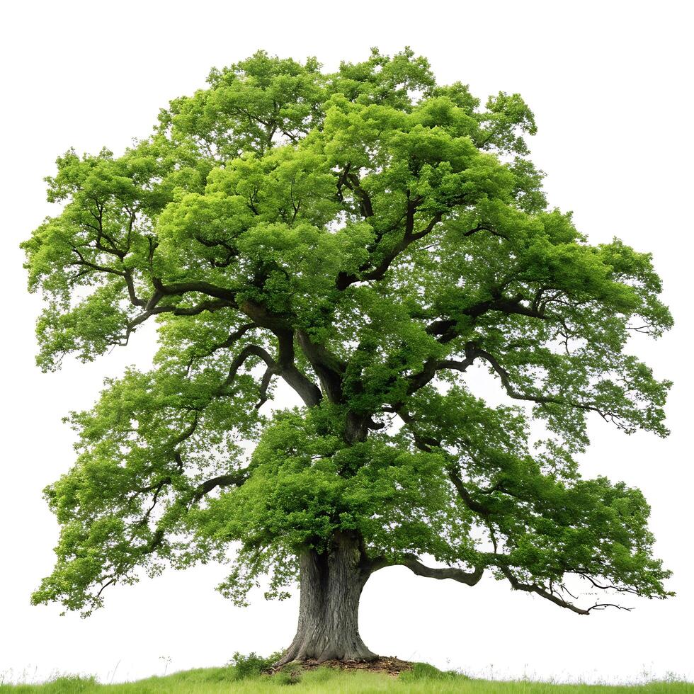 Large oak tree with broad green leaves and a thick trunk, isolated on a white background, highlighting the strength and elegance of the tree photo