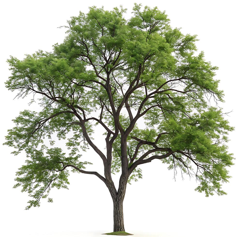 Tall black locust tree with fresh green leaves, a strong trunk, and sprawling branches, isolated on a white background for botanical use photo