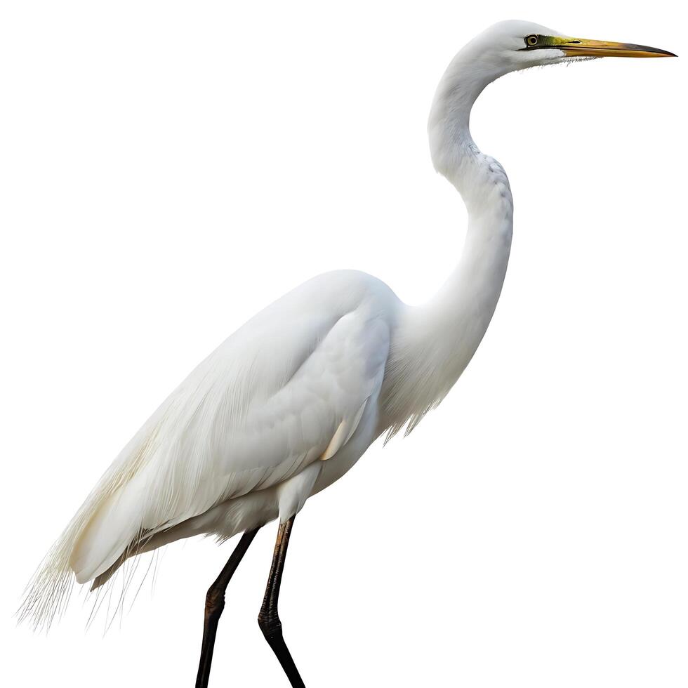 Majestic egret in white feathers with long legs and a sharp beak, captured in profile with minimalistic background for wildlife photography photo
