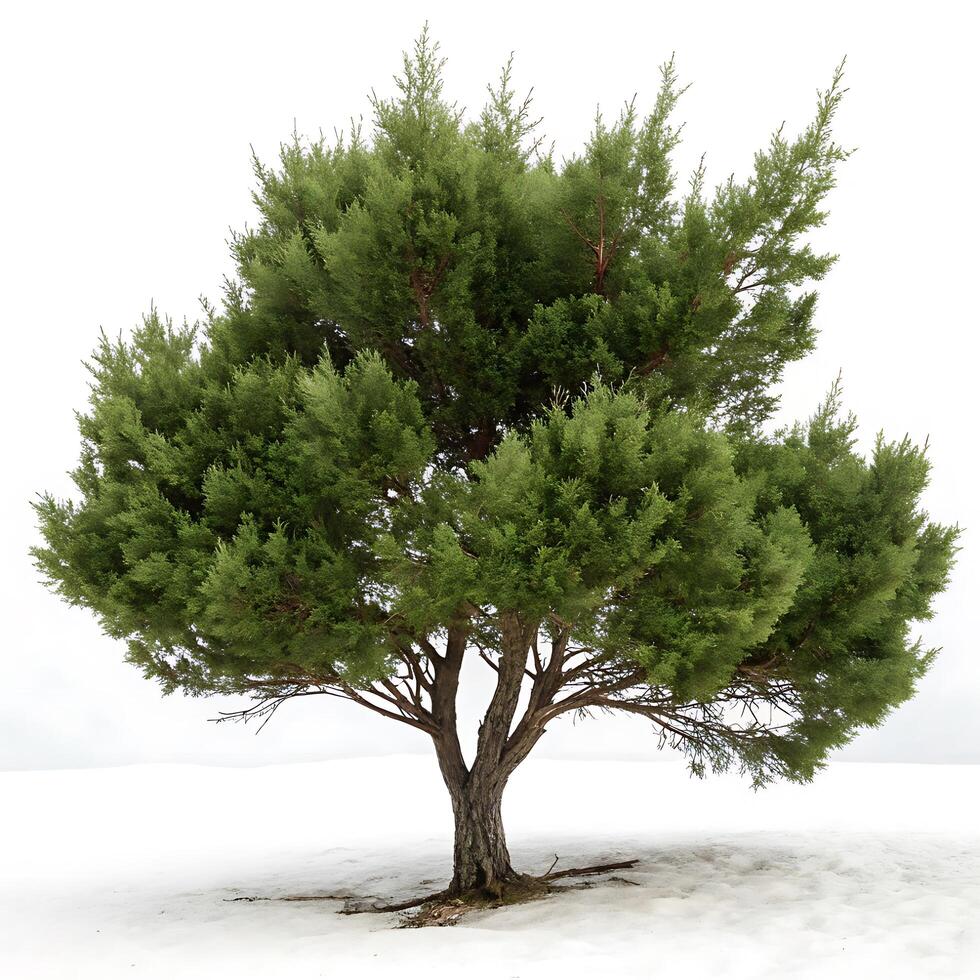 A vibrant juniper tree with a rounded, bushy crown and twisting trunk, against a plain white backdrop, showcasing its natural elegance and beauty photo