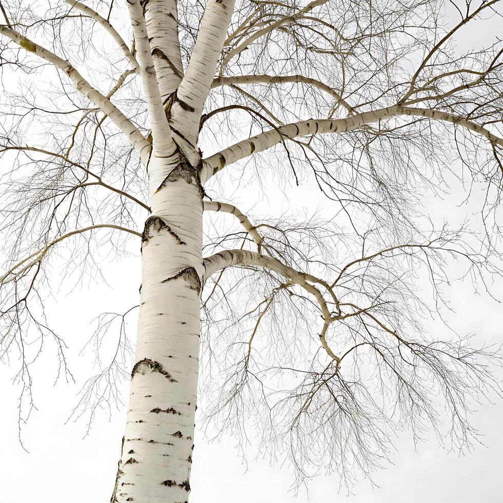 Paper birch tree with slender branches and white peeling bark, adorned with fresh green leaves, set against a white backdrop for a minimalist look photo