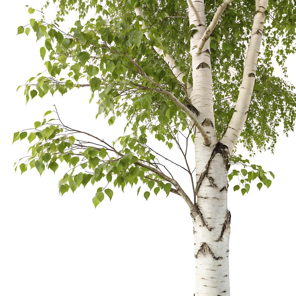 paper birch tree with its iconic white bark and lush green leaves, isolated on a pure white background, symbolizing freshness photo