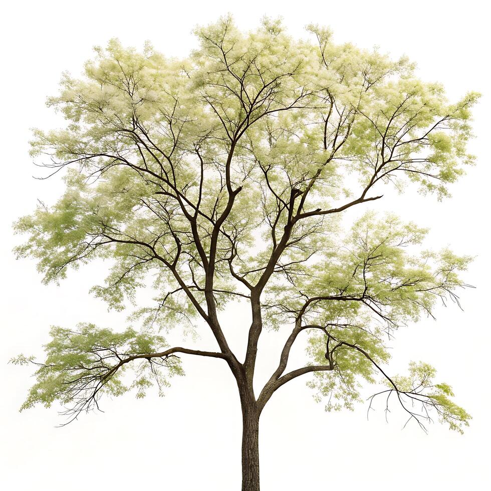 honey locust tree in full growth with bright green foliage, captured against a minimalist white background for a nature focused scene photo