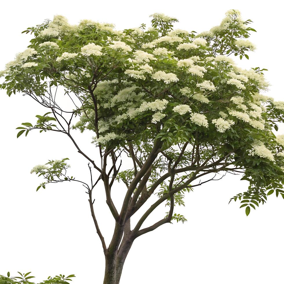 Elder tree with bright white flowers and lush green leaves, creating a serene and peaceful atmosphere in the pure white space photo