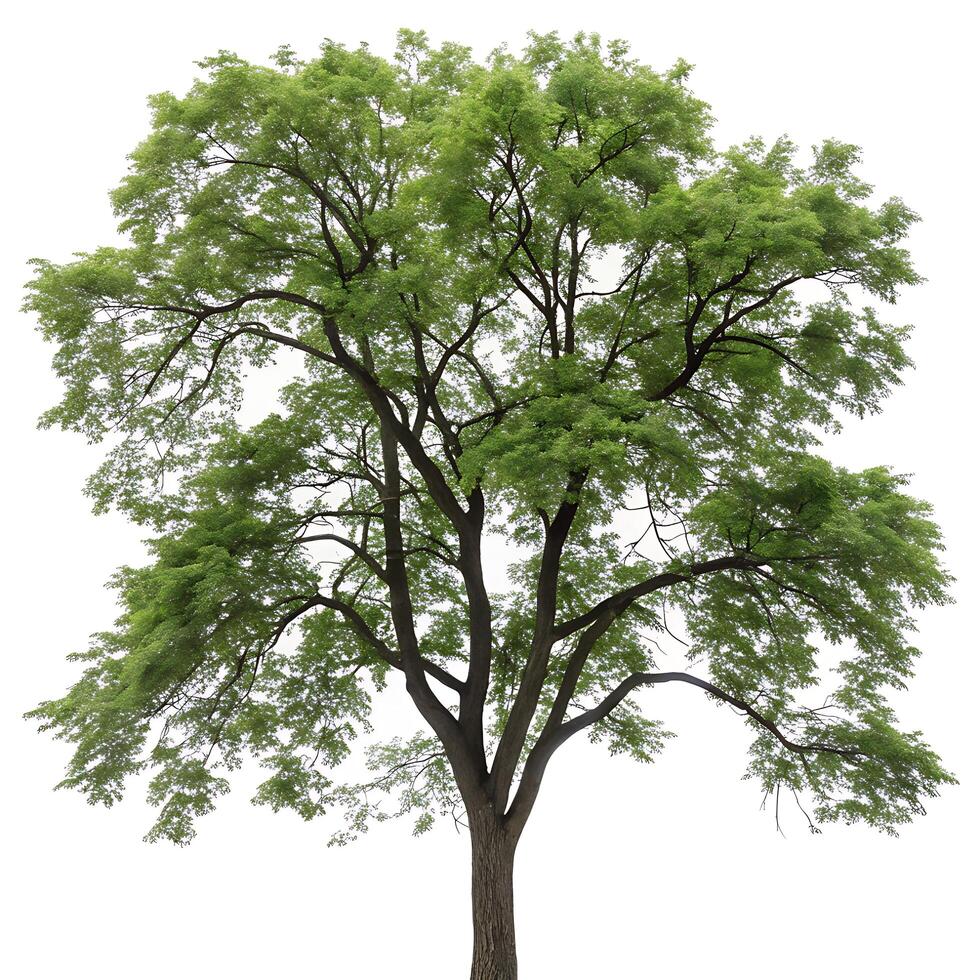Majestic black locust tree with vibrant green foliage, isolated on a white background, showcasing its elegant branches and textured bark photo