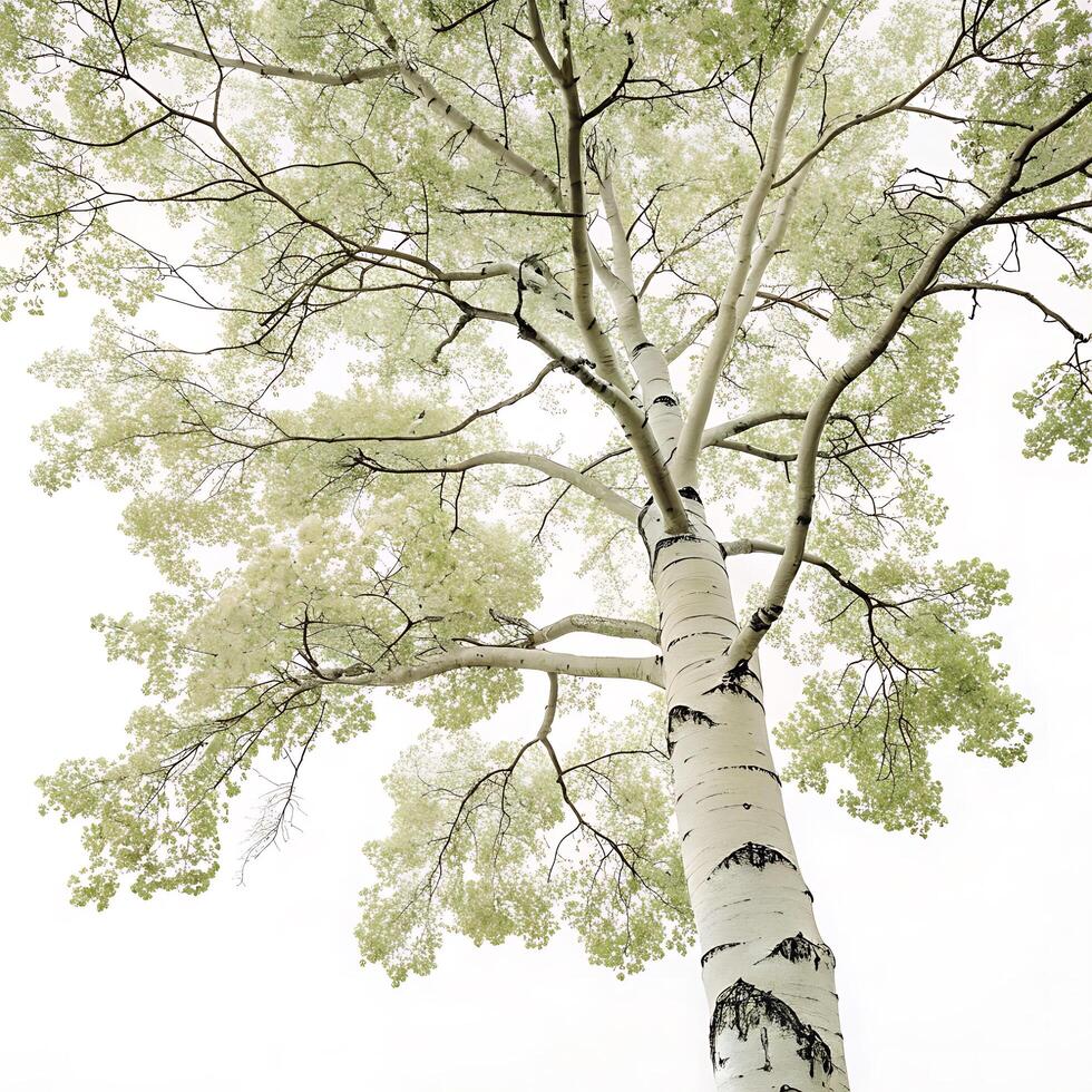 Majestic aspen tree with a slender white trunk and rich green canopy, isolated on a clean background, perfect for forestry and nature concepts photo