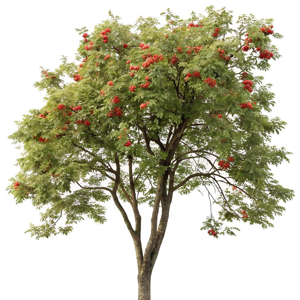 A beautiful mountain ash tree adorned with clusters of bright red berries and lush green foliage, isolated on a plain white backdrop photo