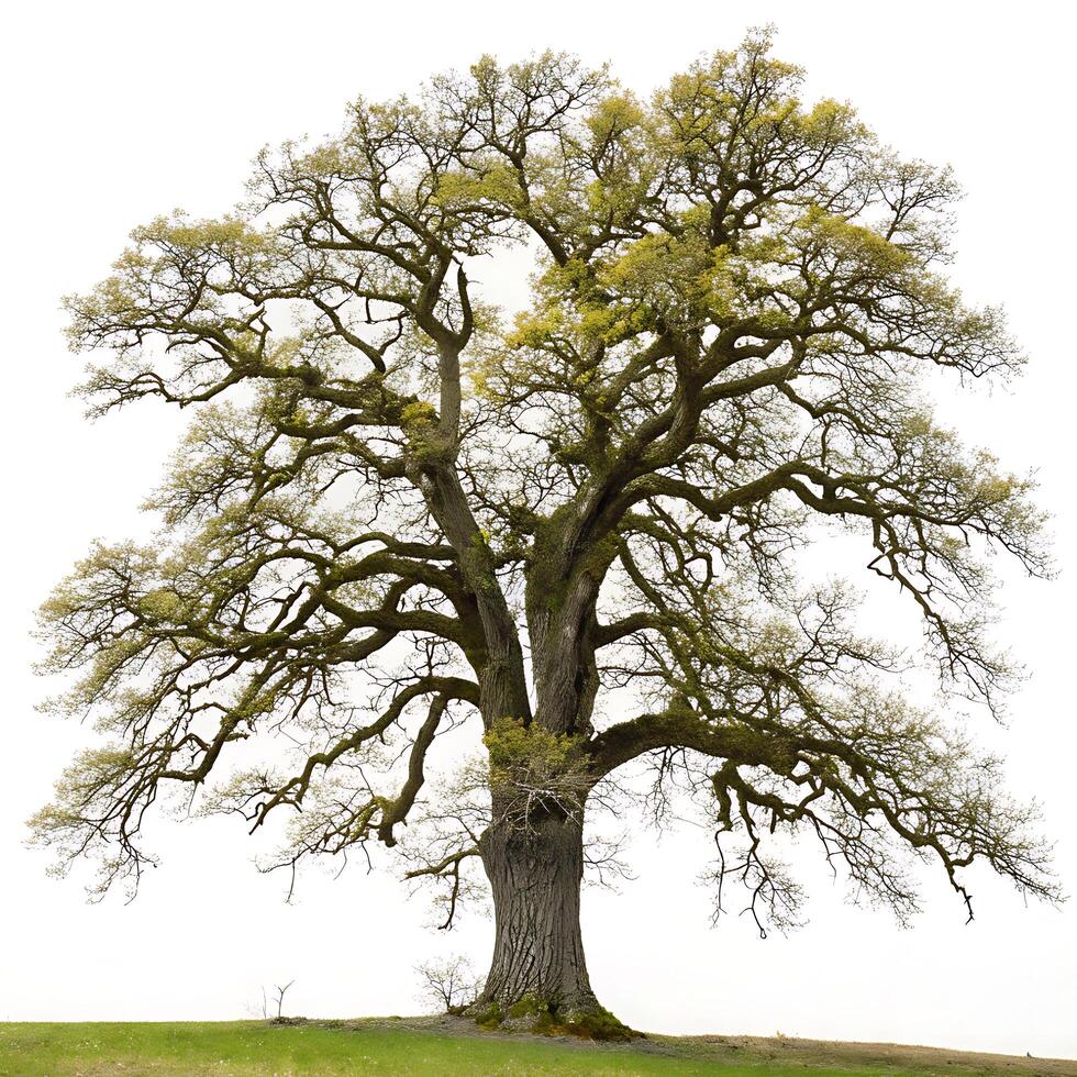 An impressive oak tree with sprawling branches and vibrant green leaves, isolated against a white background, symbolizing resilience and nature photo