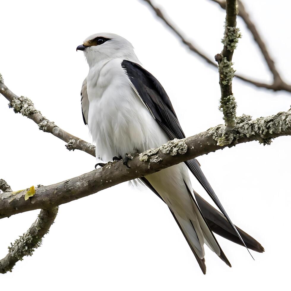 Swift bird perched on a branch with striking black and white feathers, surrounded by soft greenery, set against a neutral white background photo
