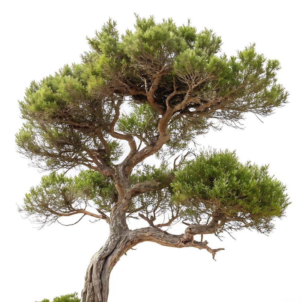 Striking juniper tree with dense foliage and a sculptural appearance, standing tall against a clear white backdrop, representing strength and beauty photo