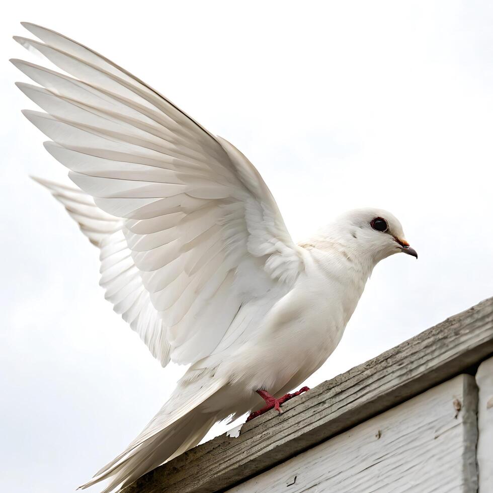 Elegant swift perched on a branch, its long tail feathers visible as it gazes into the distance, standing out against a minimalistic white background photo
