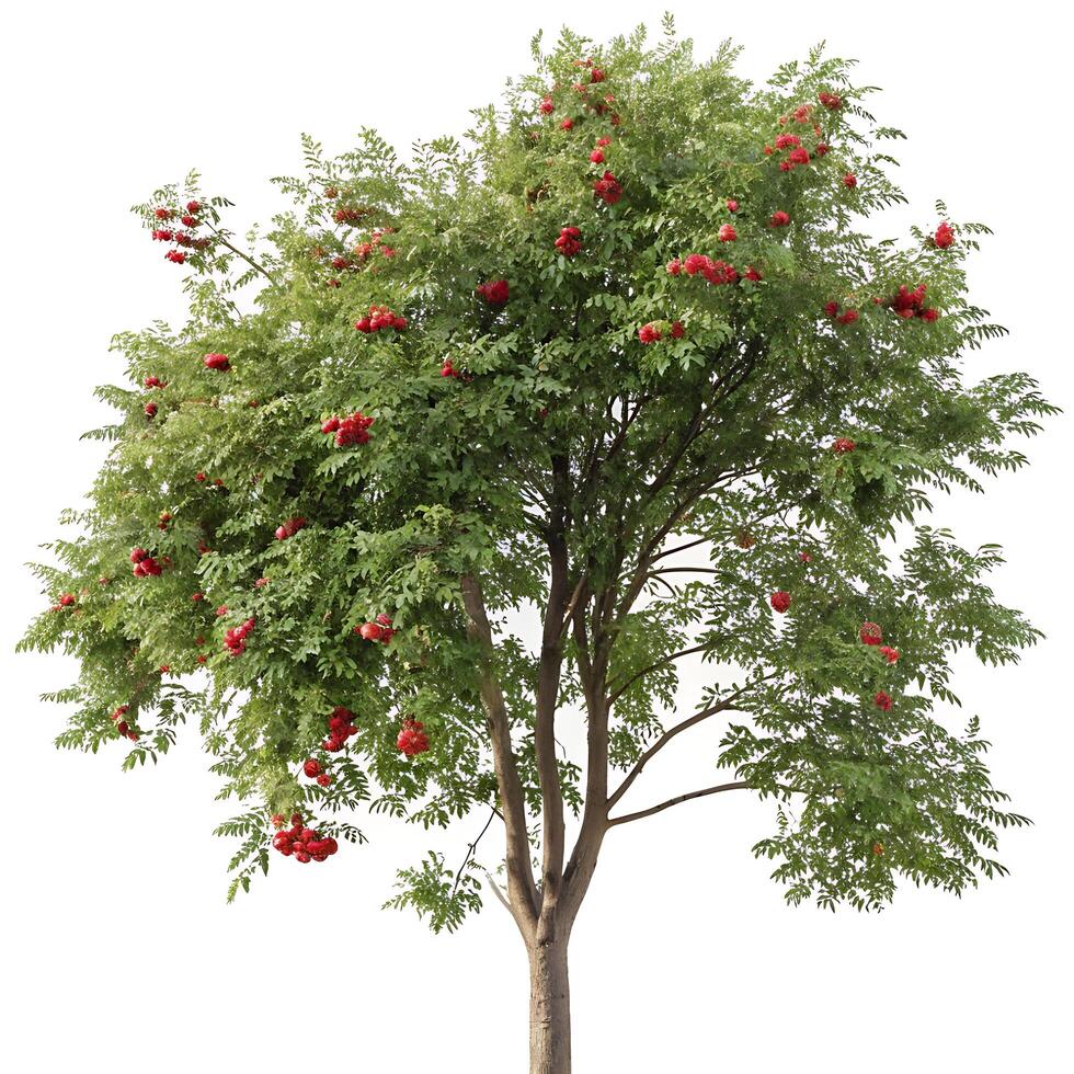 Mountain ash tree showcasing its green leaves and striking red berries, standing elegantly against a white background, symbolizing natures beauty photo