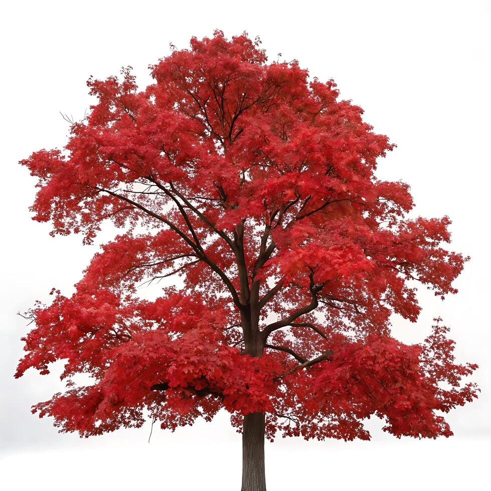 Striking red oak tree with vibrant red foliage isolated on a white background, ideal for showcasing fall colors and seasonal transitions photo