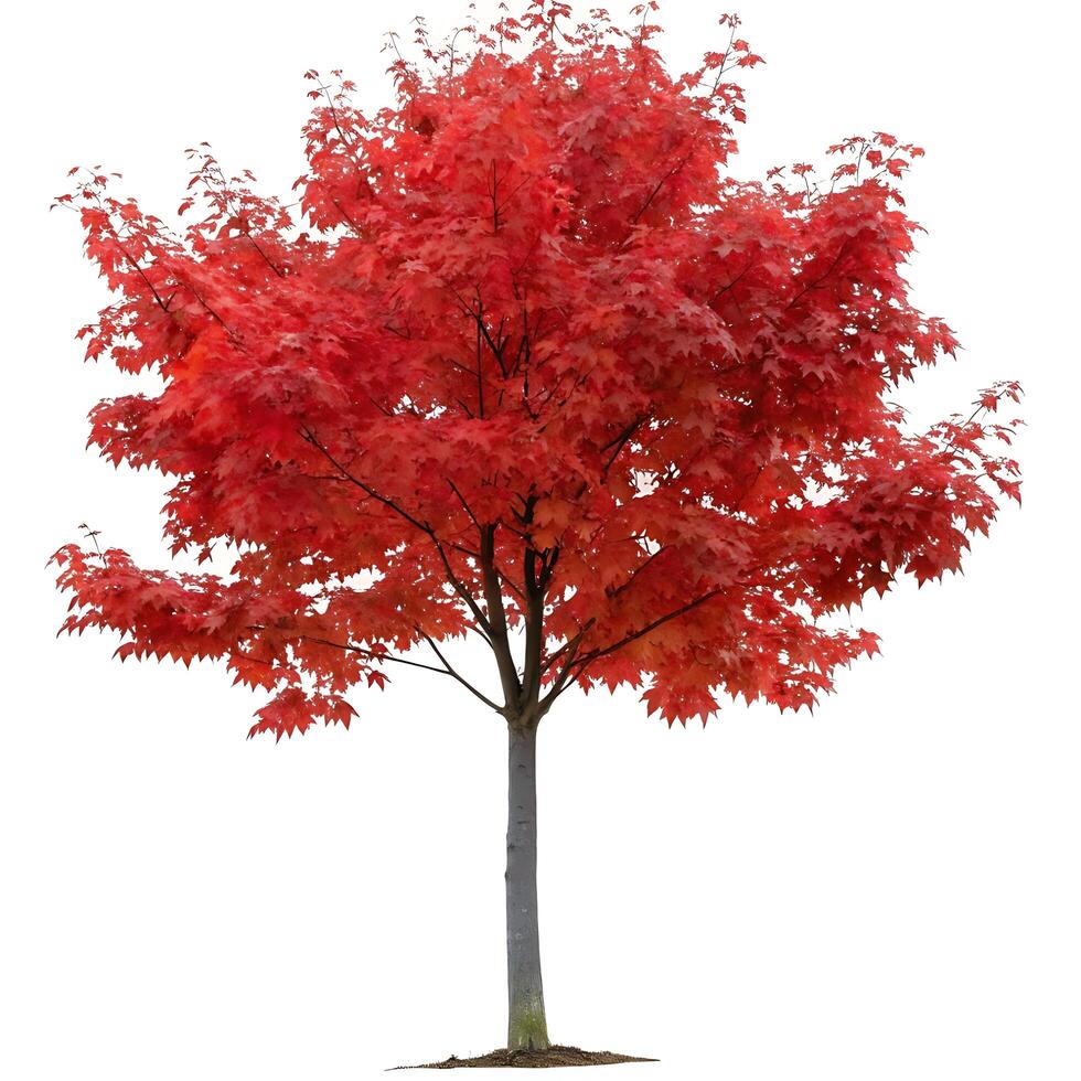 Vibrant red maple tree with rich autumn leaves isolated against a white background, showcasing the beauty of fall foliage and seasonal change photo