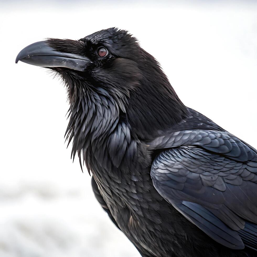 Raven standing on a branch with its wings slightly spread, showing off its dark plumage and keen eyes, set against a white background photo