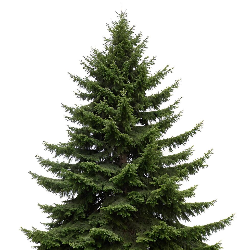 Full grown fir tree with sharp green needles and a sturdy trunk, standing proudly against a pure white background, evoking a sense of strength photo