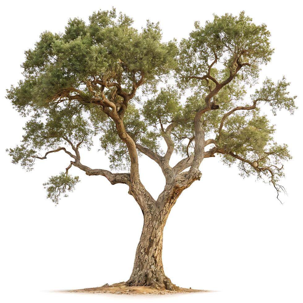 A stately cork oak tree with a strong, gnarled trunk and abundant green foliage, standing alone in the center of a white background photo