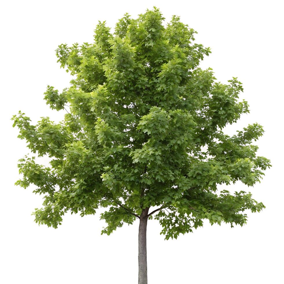 A sweetgum tree with its broad green leaves, tall trunk, and full canopy, isolated on a pure white backdrop to highlight its unique structure and form photo