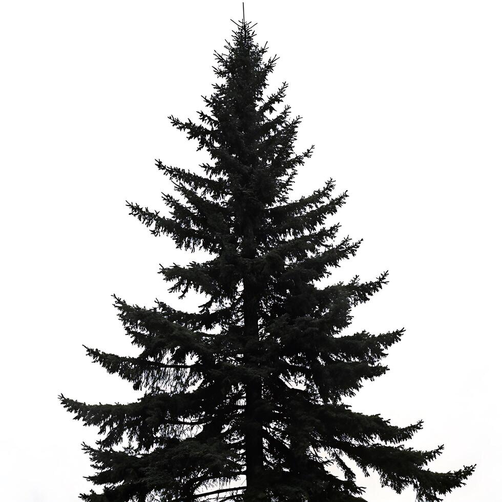 Tall black spruce standing alone against a white background, showcasing dense branches and a classic evergreen silhouette for environmental concepts photo