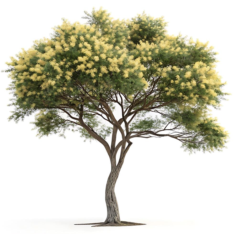Beautiful acacia tree with a twisted trunk and vibrant yellow flowers, isolated on a white background, showcasing its delicate foliage and natural elegance photo