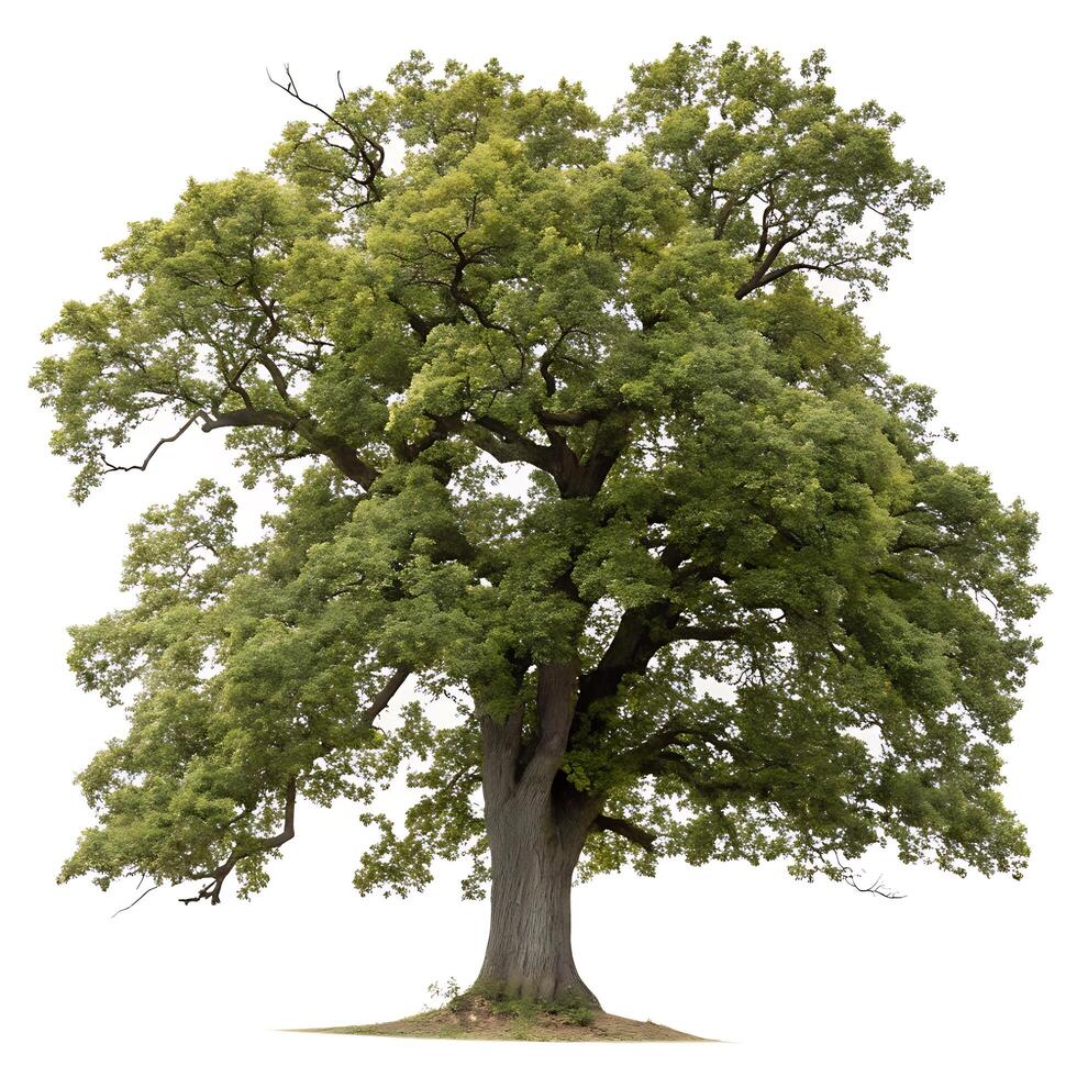 Beautiful oak tree with wide reaching branches and dense foliage, captured on a white background to emphasize its grandeur and natural beauty photo