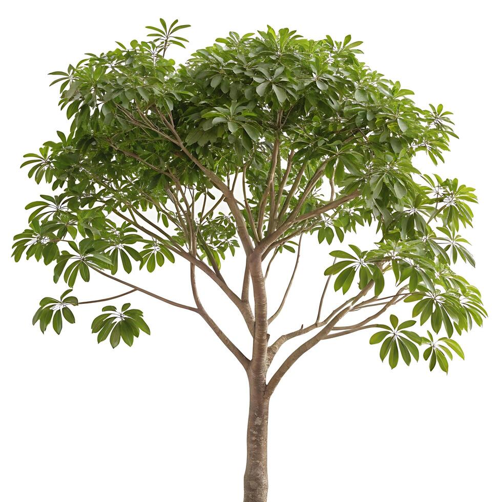 A striking umbrella tree with a smooth, slender trunk and a dense green crown of leaves, isolated on a white background for a minimalist effect photo