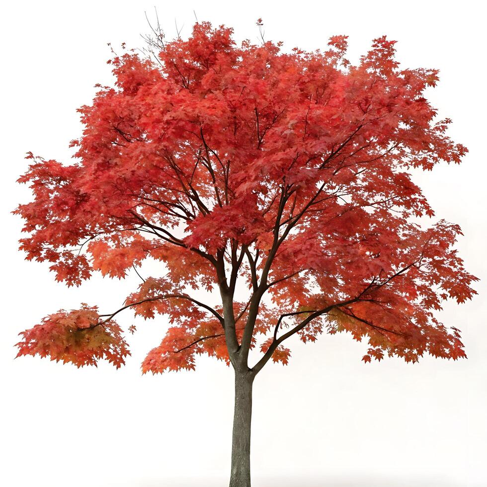 Striking red maple tree in full autumn color with rich red leaves, perfect for depicting the beauty of the fall season and natures transformation photo