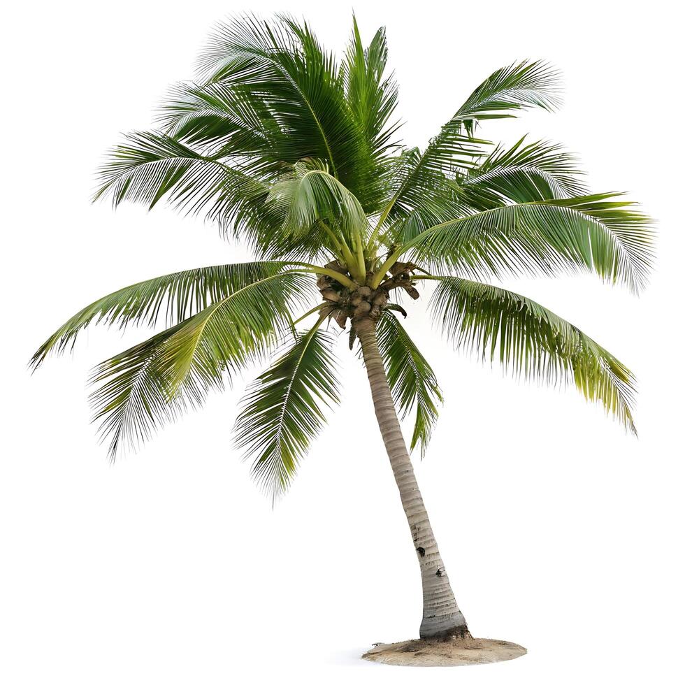 Palm tree with a slender trunk and lush green fronds, gracefully bending against a white background, symbolizing tropical beauty and serenity photo
