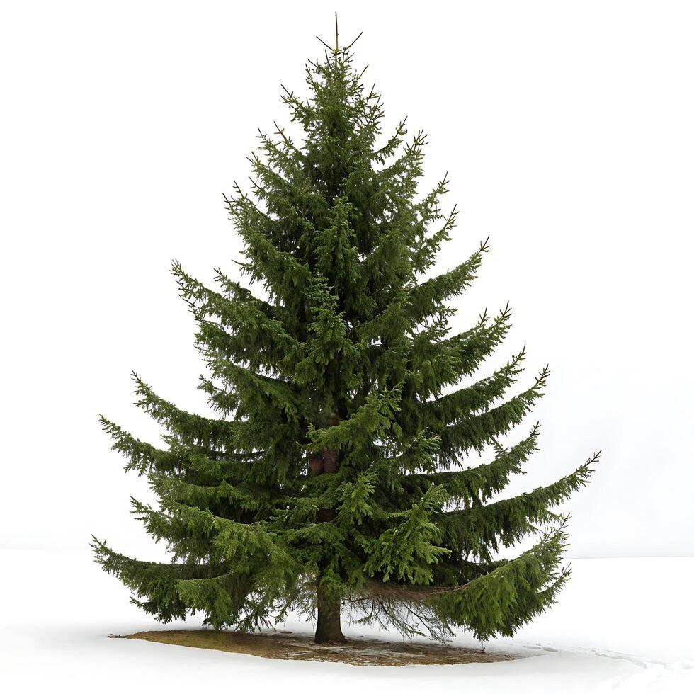 A healthy Norway spruce tree with a straight trunk and full canopy of needles, isolated on a white background, symbolizing freshness and growth photo