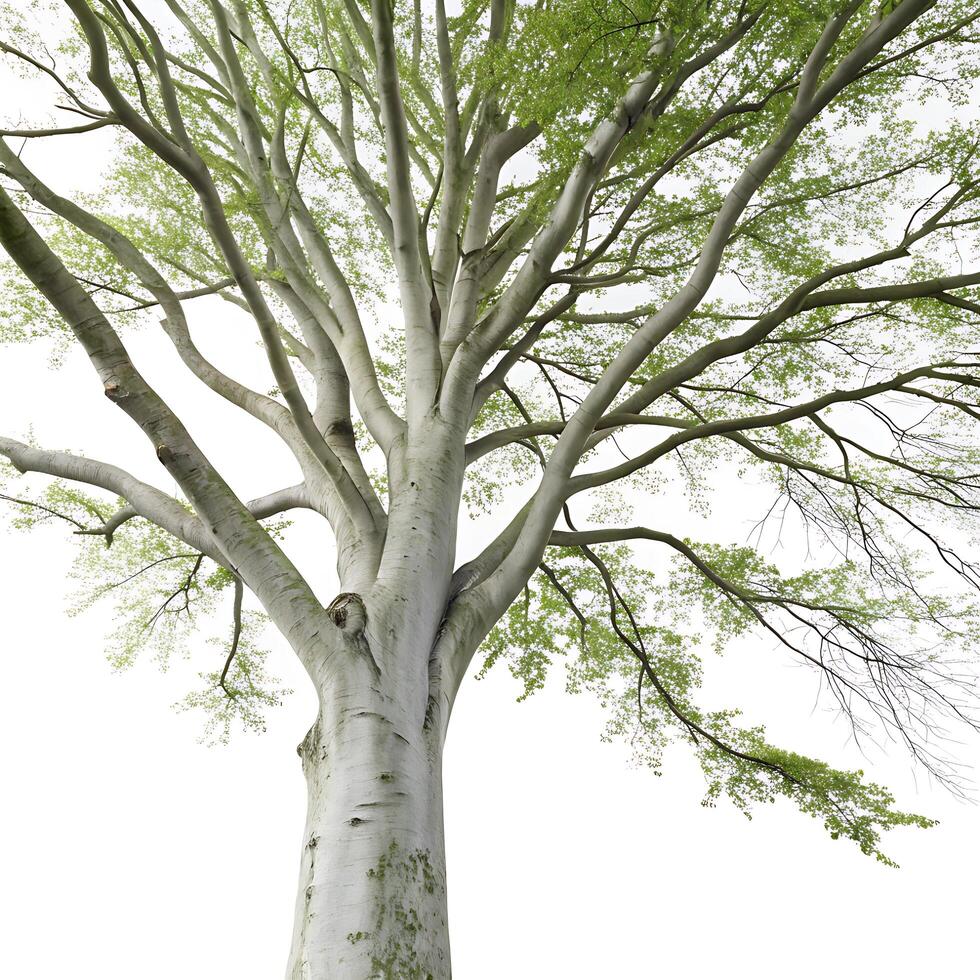 Majestic beech tree with smooth gray bark and sprawling branches, isolated on a white background, showcasing its detailed structure and natural beauty photo